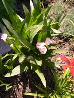 Rosane Calla.webp