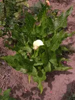 Weise Calla.webp