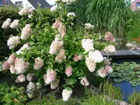 Fliederhortensie.webp