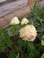 Meine neue Fliederhortensie.webp
