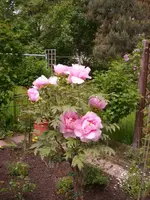 Neues aus dem Garten 047.webp