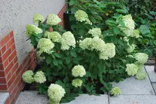 Rispenhortensie 2010.webp
