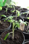 Garten 073.jpg