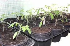 Garten 069.webp