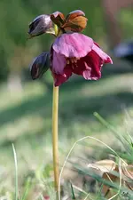 helleborus.webp