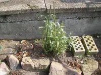Zöglinge 11 003.webp