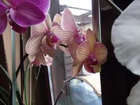 DSCF0057.webp