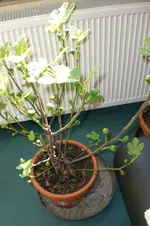 März 2 2011 004.webp