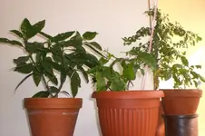 März 2 2011 005.webp