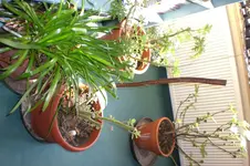 März 2 2011 009.webp