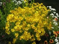 gelbeblumestaude.webp