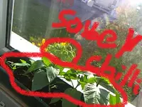 Picture 33.webp