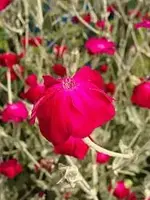 3738.webp