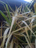 IMG_0010.webp