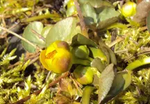 DSC01035 2011-03-28 - sumpfdotterblumenknospen.webp