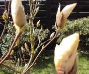 DSC01038 - 2011-03-28 - magnolien knospen.webp