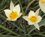 DSC01040 - 2011-03-28 - wildtulpen.JPG