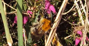 DSC01043 - 2011-03-28 - hummel an winterheide.webp