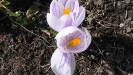 Frühling 2011 (3).webp