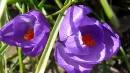 Frühling 2011 (4).webp