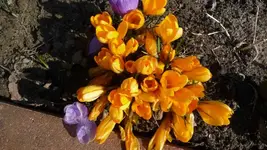 Frühling 2011 (5).webp