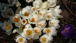 Frühling 2011 (7).webp