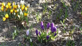 Frühling 2011 (6).webp