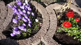 frühling 2011 (8).webp