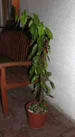 kumquat.webp