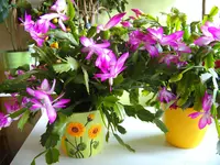 BILD0005.webp