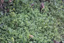IMG_4537_1.webp