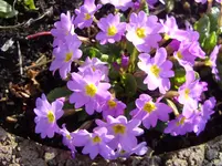 Kissenprimerl 1.webp