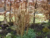 Garten 010.webp