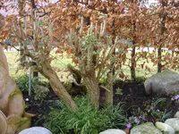 Garten 008.webp