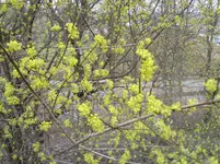 010.webp