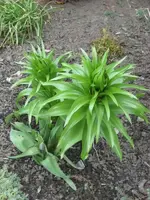 Kaiserkrone.webp
