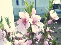 P1030870.webp