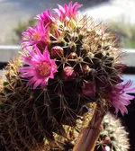 DSC01048 - 2011-03-29 - mammillaria blüten nah.webp