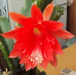 DSC01049 - 2011-03-29 - epiphyllum erste blüte winterquartier.webp