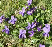 P3277617.webp