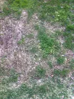 IMG_0007.webp
