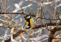 IMG_2821_cr Zu.webp