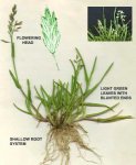 poa_annua1.jpg