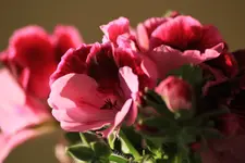 IMG_2949.webp