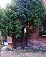 _948-Wacholder I.webp