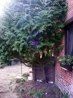 _1024-Wacholder II.webp