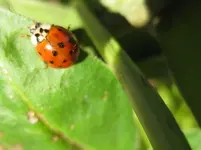 Marienkäfer.webp