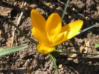 Krokus (3).webp