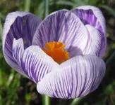 Krokus (7).webp