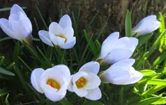 Krokus (9).webp